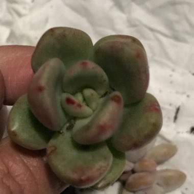 Echeveria Avocado Cream 