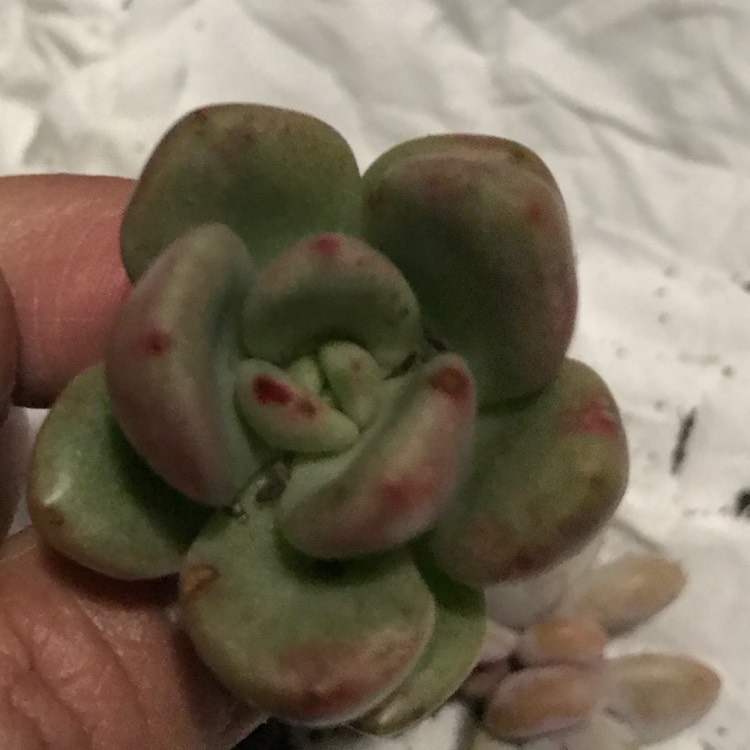 Plant image Echeveria Avocado Cream 