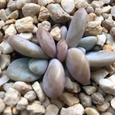 xGraptoveria Snow Peach