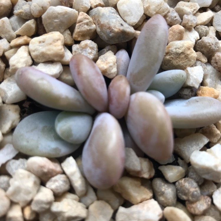 Plant image xGraptoveria Snow Peach