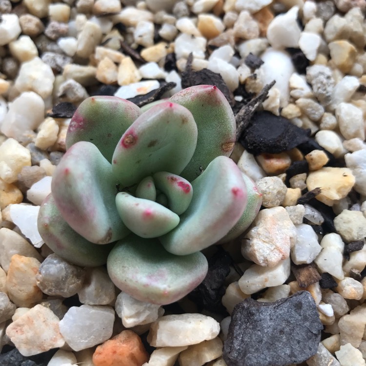 Plant image Echeveria Avocado Cream 