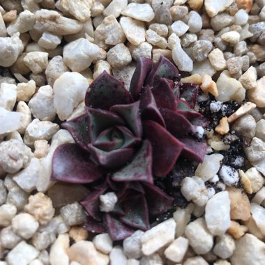 Echeveria Longissima var. Longissima