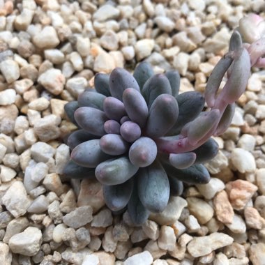 Pachyphytum machucae