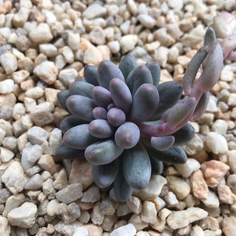 Plant image Pachyphytum machucae