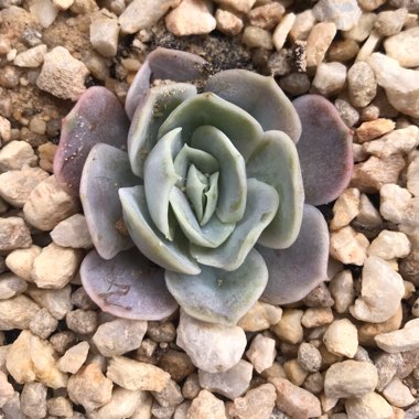 Echeveria Blue Surprise