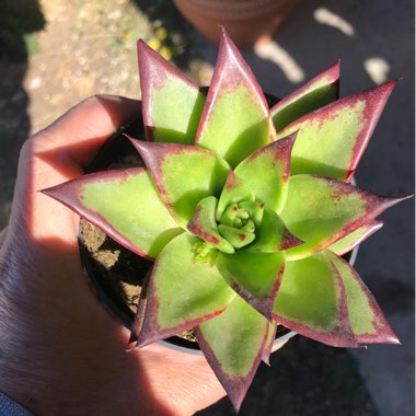 Echeveria Agavoides Red Edge