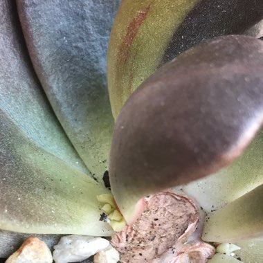 Echeveria Black Prince Variegata