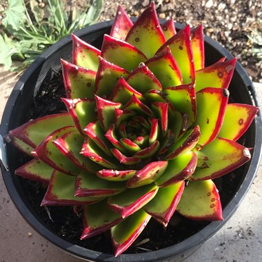 Echeveria Agavoides Red Edge