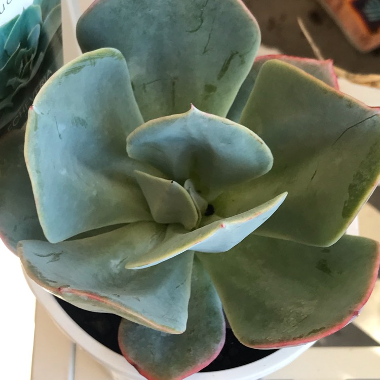 Plant image Echeveria Capri