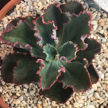 Echeveria Dick's Pink