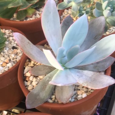 Echeveria Cante