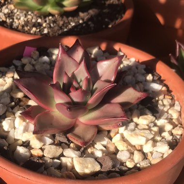 Echeveria Agavoides Romeo