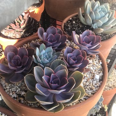 Echeveria Purple Pearl