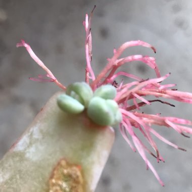 xGraptoveria Opalina