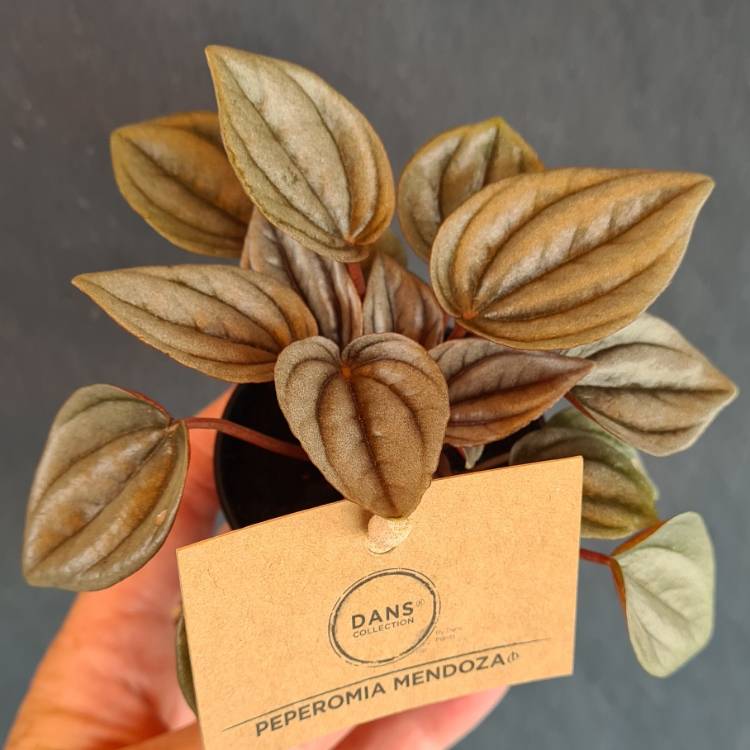 Plant image Peperomia Mendoza