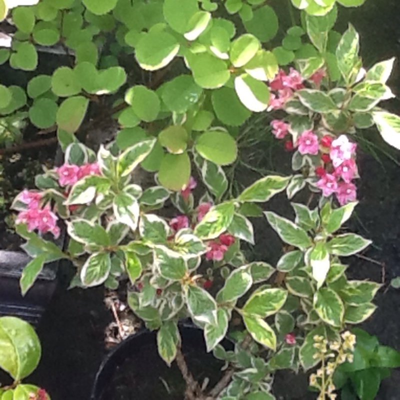 Weigela 'Florida Variegata'