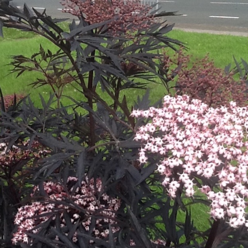 Elder 'Black Lace'