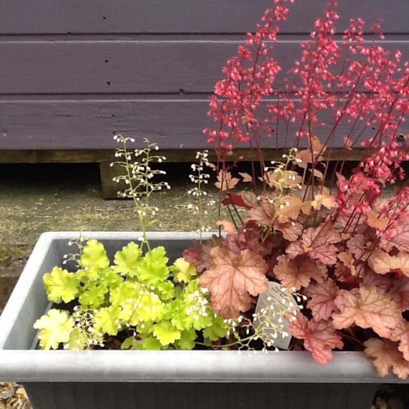 Plant image Heuchera 'Lime Rickey'