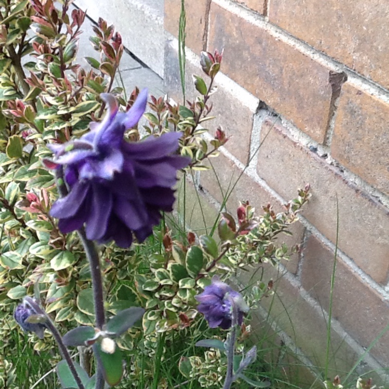 Plant image Aquilegia bulgaria 'Blue Barlow'