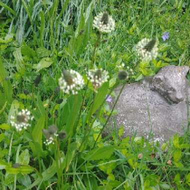 Ribwort Plantain