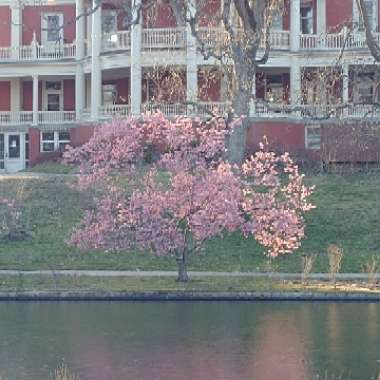 Japanese Flowering Cherry Tree