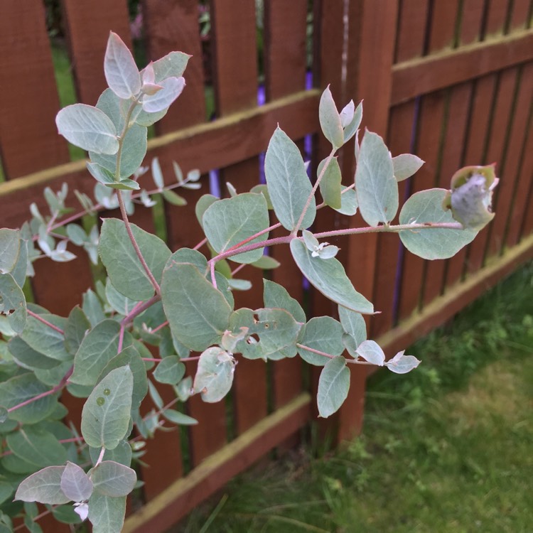 Plant image Eucalyptus cinerea subsp. cinerea