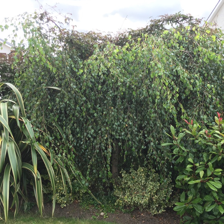 Plant image Betula pendulum 'Youngii'