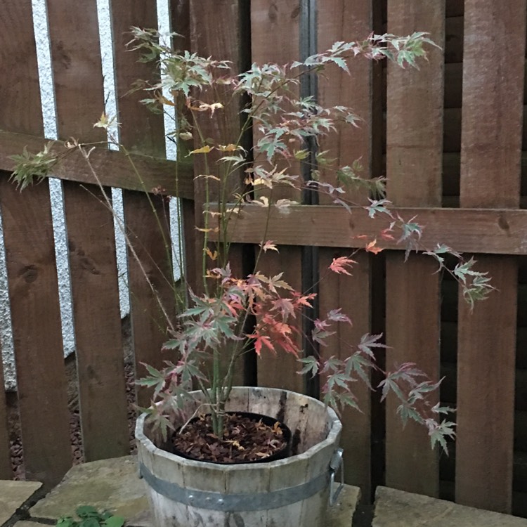 Plant image Acer palmatum 'Katsura'