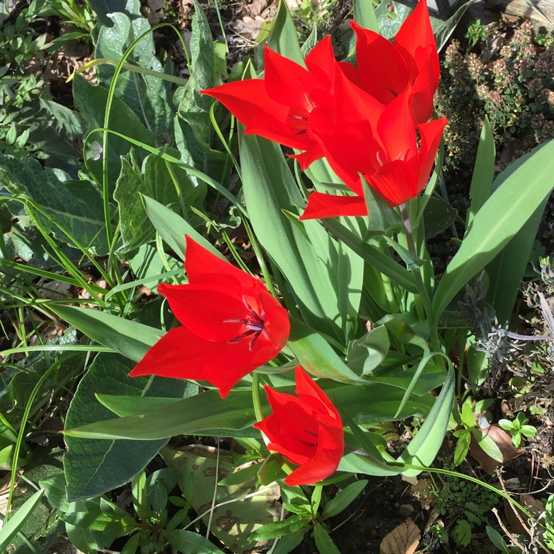 Plant image Tulipa 'Synaeda Orange'