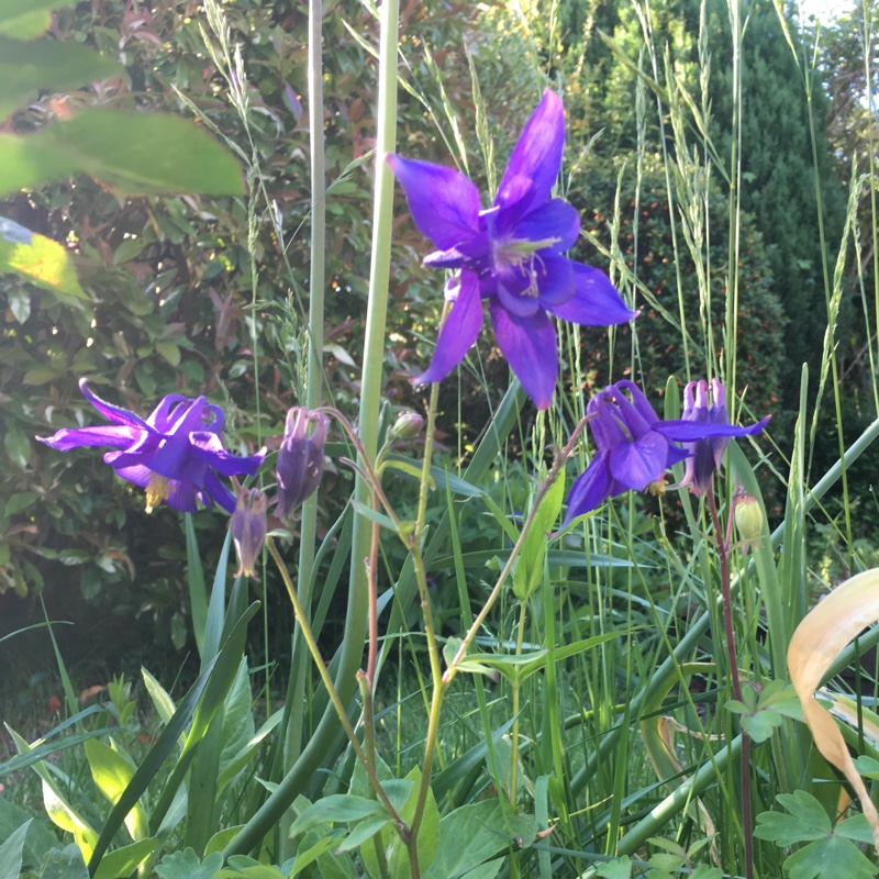 Plant image Aquilegia 'Hensoll Harebell'