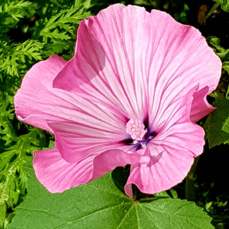 Plant image Lavatera trimestris 'Silver Cup'