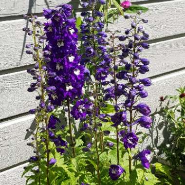 Delphinium 'Magic Fountains' Series