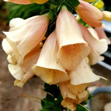 Canary Island Foxglove