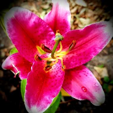 Lily 'Star Gazer' (Oriental)