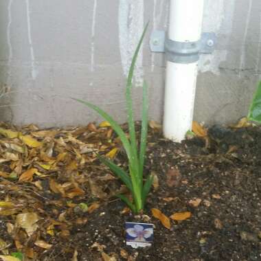 Dietes grandifolia syn. Dietes grandiflora 'Reen Lelie'