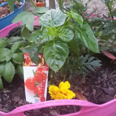 Capsicum Chinense 'Habanero'