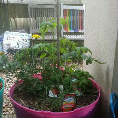 Solanum Lycopersicum 'Marmande'