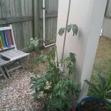 Solanum Lycopersicum 'Marmande'