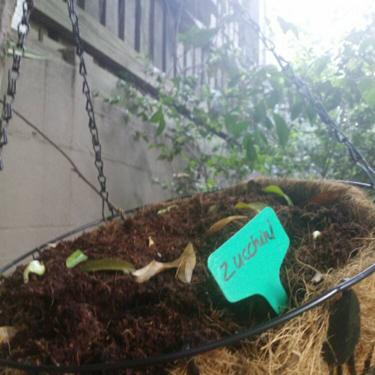 Plant image Cucurbita Pepo var. Cylindrica 'All Green Bush'