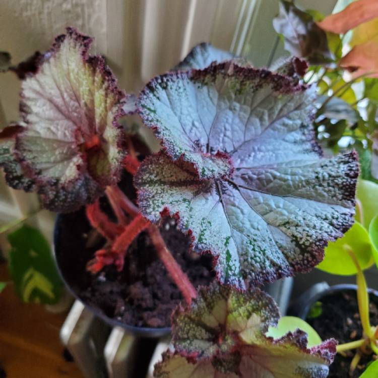 Plant image Begonia (Rex Cultorum Group) 'Escargot' syn. Begonia rex 'Escargot'