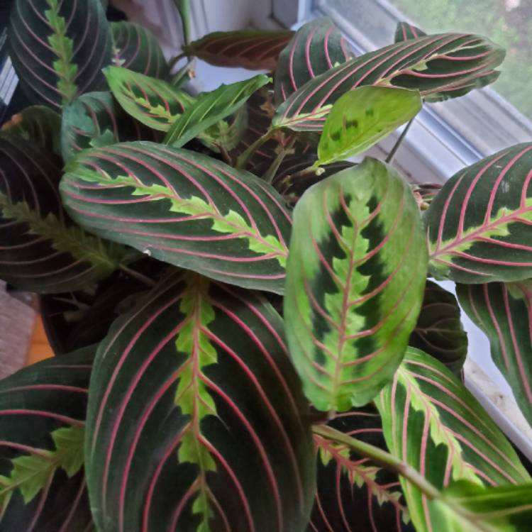 Plant image Maranta leuconeura var. 'Erythroneura'