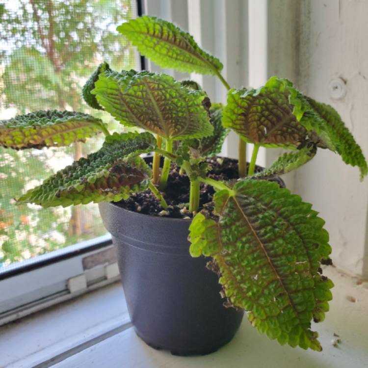 Plant image Pilea involucrata 'Moon Valley'