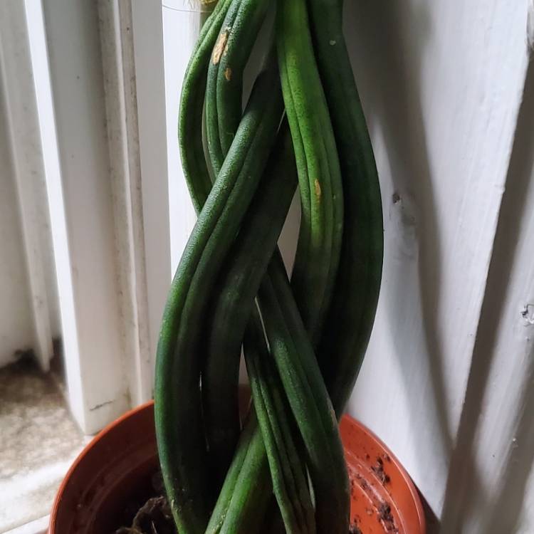 Plant image Sansevieria Pearsonii