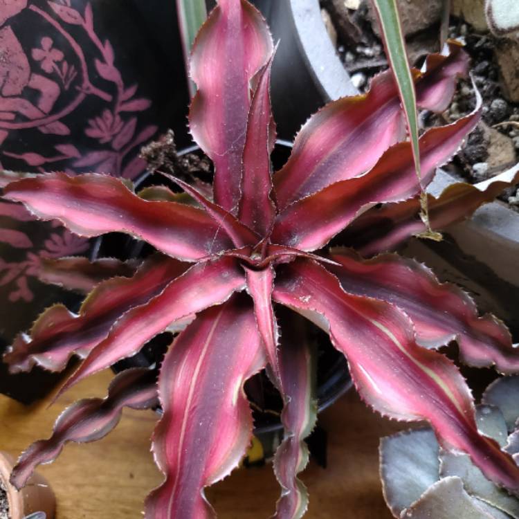 Plant image Cryptanthus Elaine