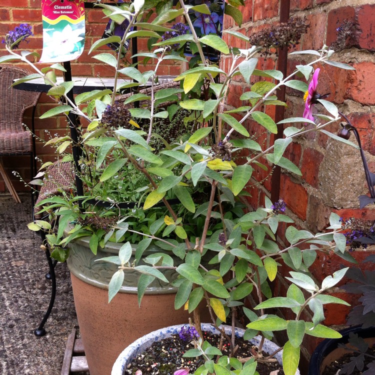 Plant image Buddleja 'Blue Chip' (Lo and Behold Series)