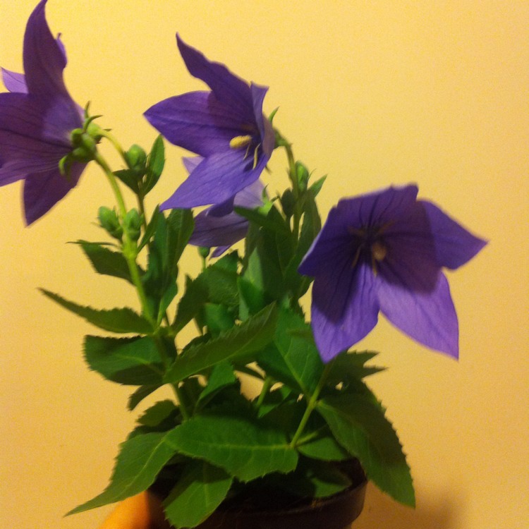 Plant image Platycodon grandiflorus 'Sentimental Blue' syn. Campanula grandiflora 'Sentimental Blue'