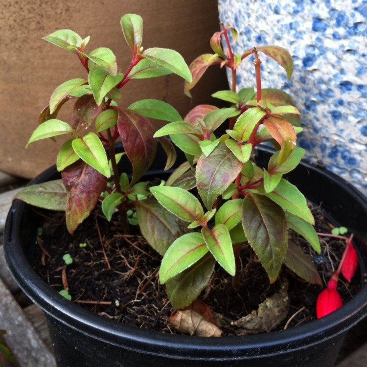 Plant image Fuchsia 'Purple Pride'