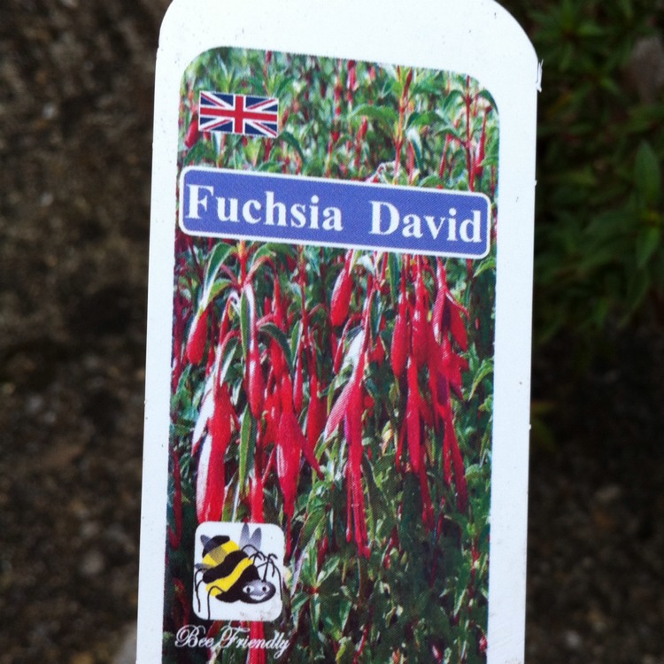 Plant image Fuchsia 'David'