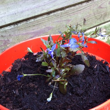 Trailing Lobelia