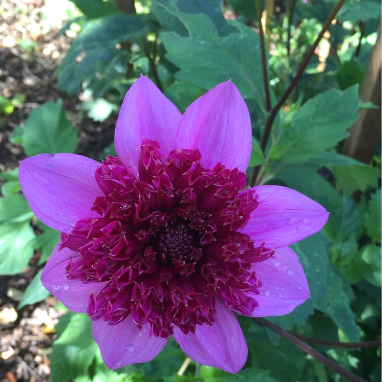 Plant image Dahlia 'Bayou' syn. Dahlia 'Blue Bayou'